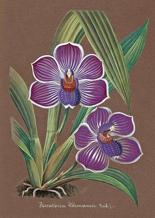 Pescatorea orchideeën aquarel uit 1850-1870.