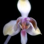 Phalaenopsis celebensis orchideebloem in wit en paars.
