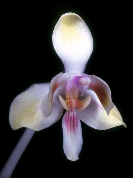 Phalaenopsis celebensis orchideebloem in wit en paars.