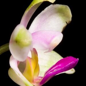 Phalaenopsis wilsonii orchidee met paarse bloemen en groene bladeren.