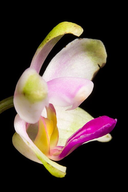 Phalaenopsis wilsonii orchidee met paarse bloemen en groene bladeren.