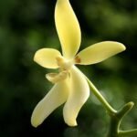 Phalaenopsis cochlearis orchidee met witte bloemen en groene bladeren.
