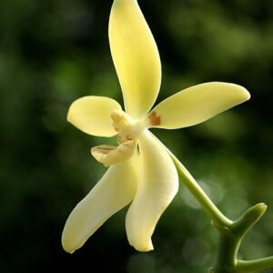 Phalaenopsis cochlearis orchidee met witte bloemen en groene bladeren.