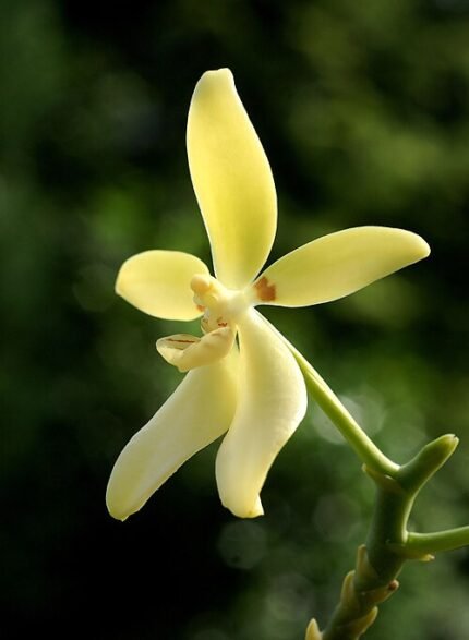Phalaenopsis cochlearis orchidee met witte bloemen en groene bladeren.