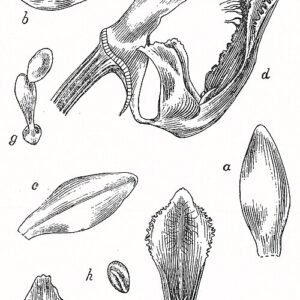 Witte Phalaenopsis fimbriata orchidee op botanische illustratie.