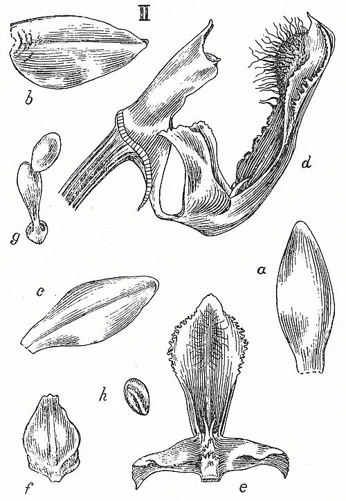 Witte Phalaenopsis fimbriata orchidee op botanische illustratie.