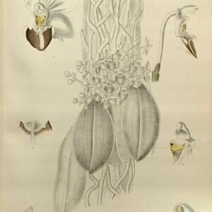 Paarse en groene Phalaenopsis lobbii orchidee met delicate bloemen en langwerpige bladeren.