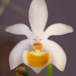 Phalaenopsis malipoensis orchidee met witte en paarse bloemen.
