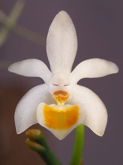 Phalaenopsis malipoensis orchidee met witte en paarse bloemen.