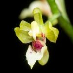 Witte Phalaenopsis mirabilis orchidee in volle bloei met groene bladeren.