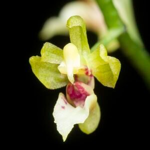 Witte Phalaenopsis mirabilis orchidee in volle bloei met groene bladeren.