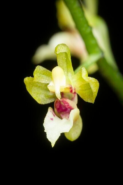 Witte Phalaenopsis mirabilis orchidee in volle bloei met groene bladeren.