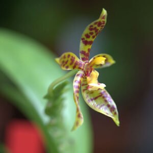 Phalaenopsis pantherina orchidee bloem, tijgerprint patroon, wit en paars.