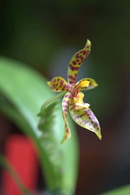 Phalaenopsis pantherina orchidee bloem, tijgerprint patroon, wit en paars.
