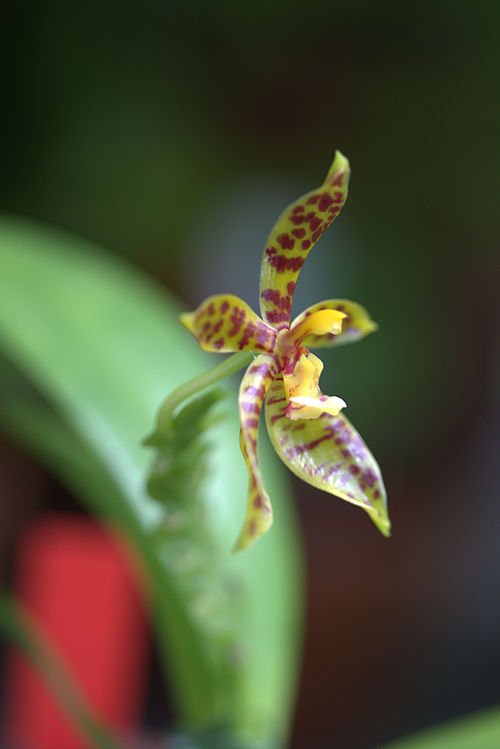 Phalaenopsis pantherina orchidee bloem, tijgerprint patroon, wit en paars.