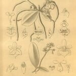 Prachtige Phalaenopsis deliciosa orchideeën in wit en roze bloei tegen groene bladeren.