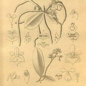 Prachtige Phalaenopsis deliciosa orchideeën in wit en roze bloei tegen groene bladeren.