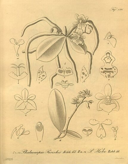 Prachtige Phalaenopsis deliciosa orchideeën in wit en roze bloei tegen groene bladeren.