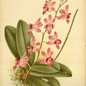 Phalaenopsis pulcherrima orchidee met helder groene bladeren en witte bloemen.