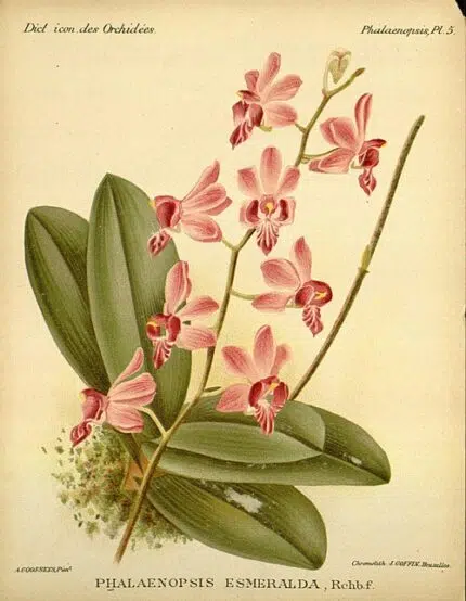 Phalaenopsis pulcherrima orchidee met helder groene bladeren en witte bloemen.