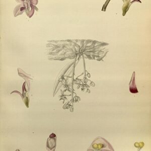 Phalaenopsis taenialis orchidee bloem in wit en geel, met delicate bloemblaadjes.