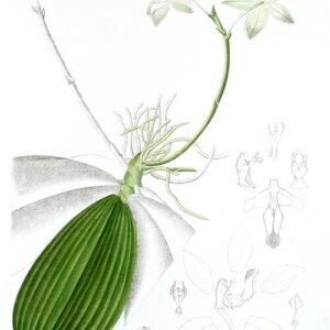 Phalaenopsis tetraspis orchidee in volle bloei met witte en paarse bloemen.