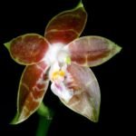 Purple and white Phalaenopsis venosa orchid with green leaves.