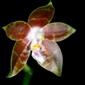 Purple and white Phalaenopsis venosa orchid with green leaves.