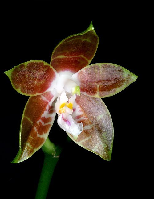 Purple and white Phalaenopsis venosa orchid with green leaves.