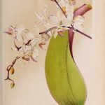 Roze Phalaenopsis ×rolfeana orchidee in volle bloei.