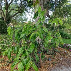 Phaleria octandra plant with green leaves in botanical garden.