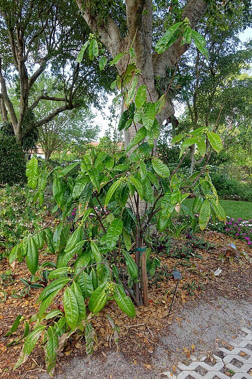 Phaleria octandra plant with green leaves in botanical garden.