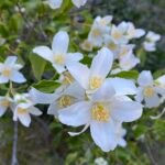 Philadelphus lewisii witte bloemen en groene bladeren op blauwe achtergrond.