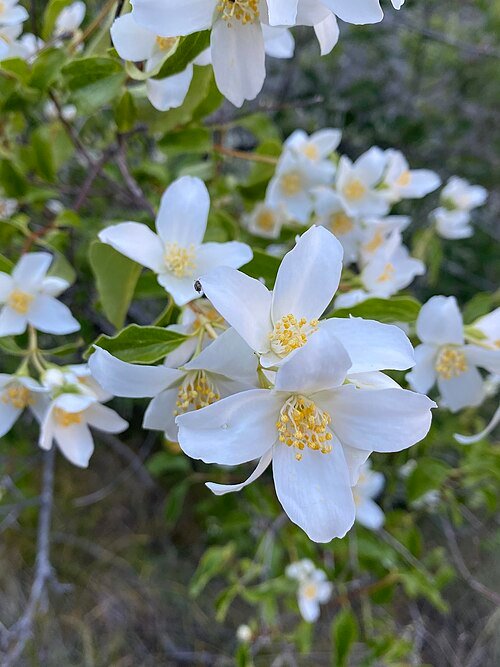 Philadelphus lewisii witte bloemen en groene bladeren op blauwe achtergrond.