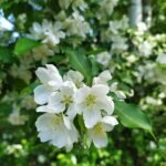 Philadelphus microphyllus witte bloemen op groene bladeren in tuin setting.