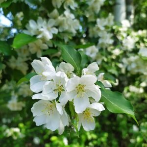 Philadelphus microphyllus witte bloemen op groene bladeren in tuin setting.