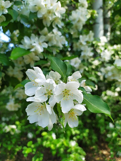 Philadelphus microphyllus witte bloemen op groene bladeren in tuin setting.