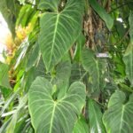 Philodendron gigas plant with large green leaves on white background.