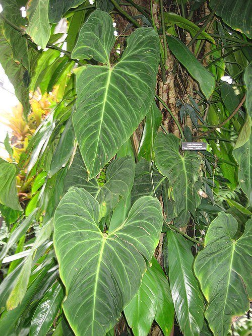 Philodendron gigas plant with large green leaves on white background.