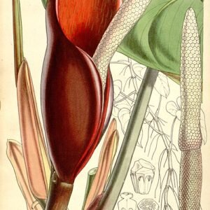 Philodendron erubescens plant with glossy green leaves and red undersides.