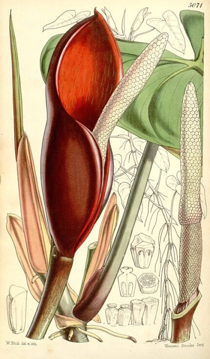 Philodendron erubescens plant with glossy green leaves and red undersides.