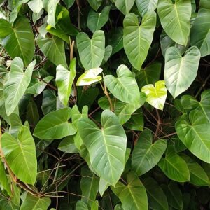 Philodendron hederaceum plant in Singapore Botanic Gardens.