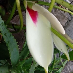 Philodendron ricardoi bloeiwijze in close-up met groene bladeren.