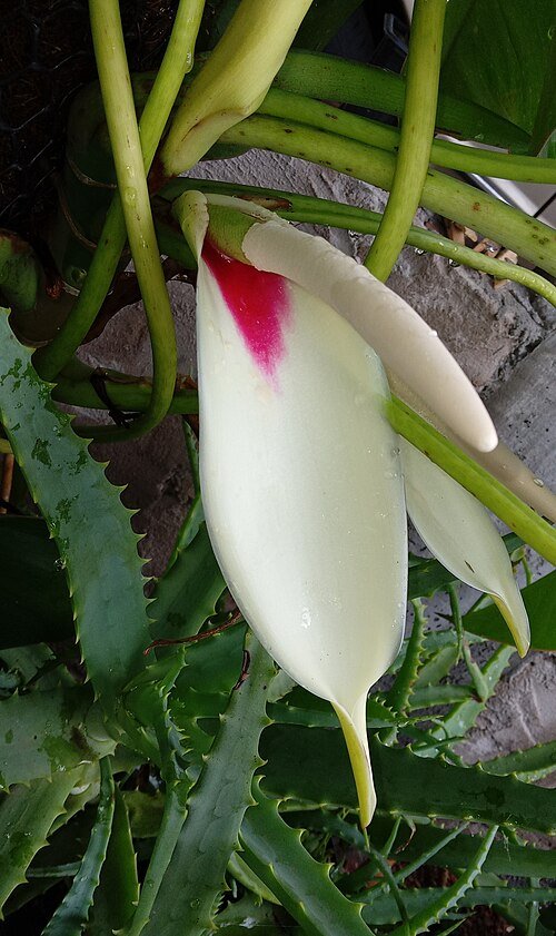 Philodendron ricardoi bloeiwijze in close-up met groene bladeren.