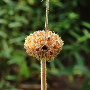 Phlomis russeliana plant met zonlicht op de achtergrond.