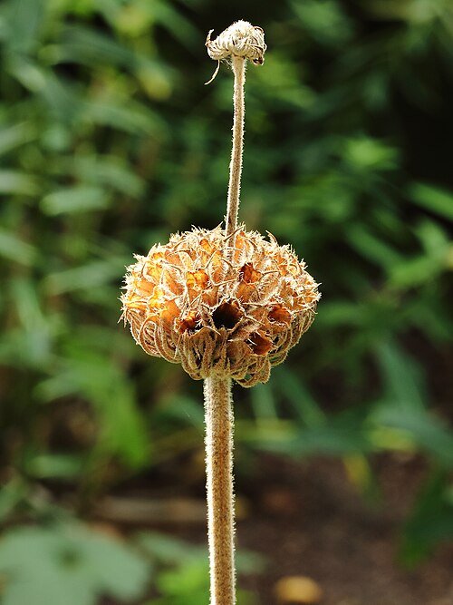 Phlomis russeliana plant met zonlicht op de achtergrond.