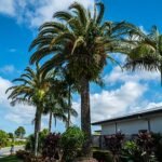Canarische dadelpalm met groene bladeren in zonnige omgeving.
