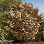Frisse groene Photinia fraseri plant met rode bladeren.