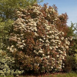 Frisse groene Photinia fraseri plant met rode bladeren.