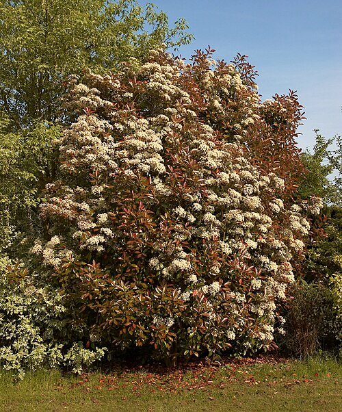 Frisse groene Photinia fraseri plant met rode bladeren.